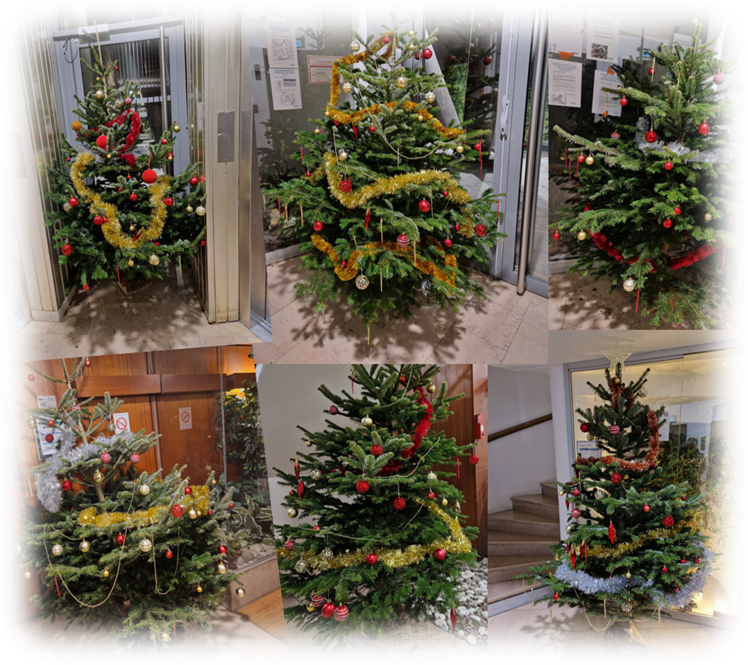 Sapins 2024
