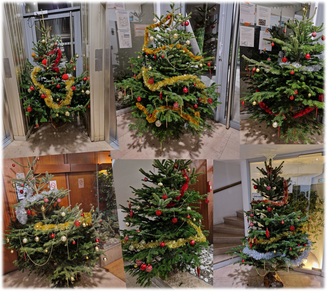 Sapins 2024 1